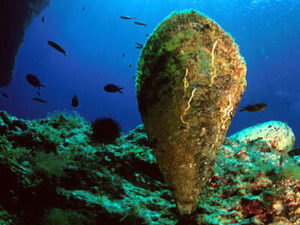 nacchere di mare pinna nobilis nacchere di mare pinna nobilis
