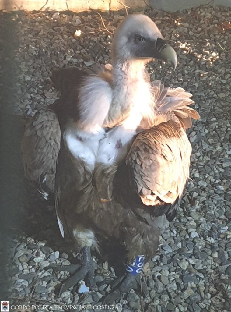 avvoltoio Grifone 2 avvoltoio Grifone 2