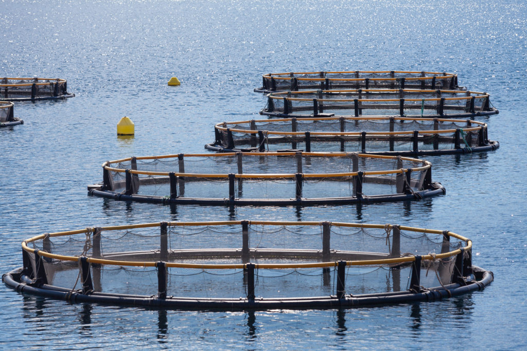 Covid-19, le misure del FEAMP per far ripartire pesca e acquacoltura