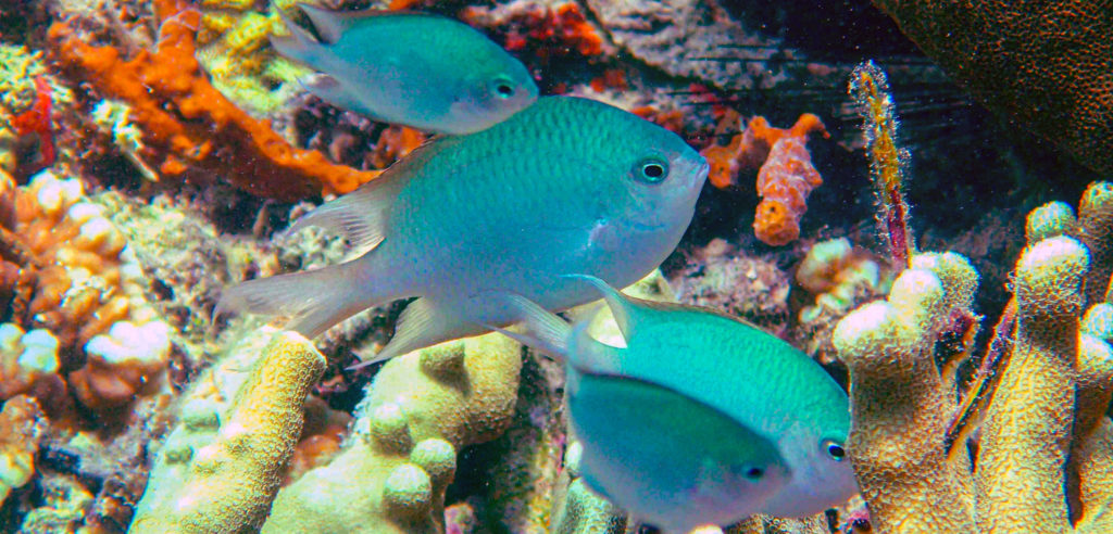 Biodiversità nei mari, c'è l'impegno del Ministero dell'Ambiente, con la nascita delle Zea: le Zone economiche ambientali,
