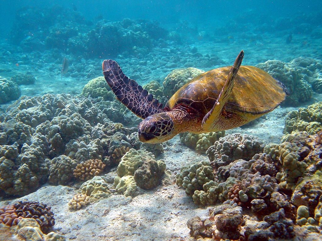 Oristano, una rara Tartaruga verde finisce intrappolata in una rete da pesca