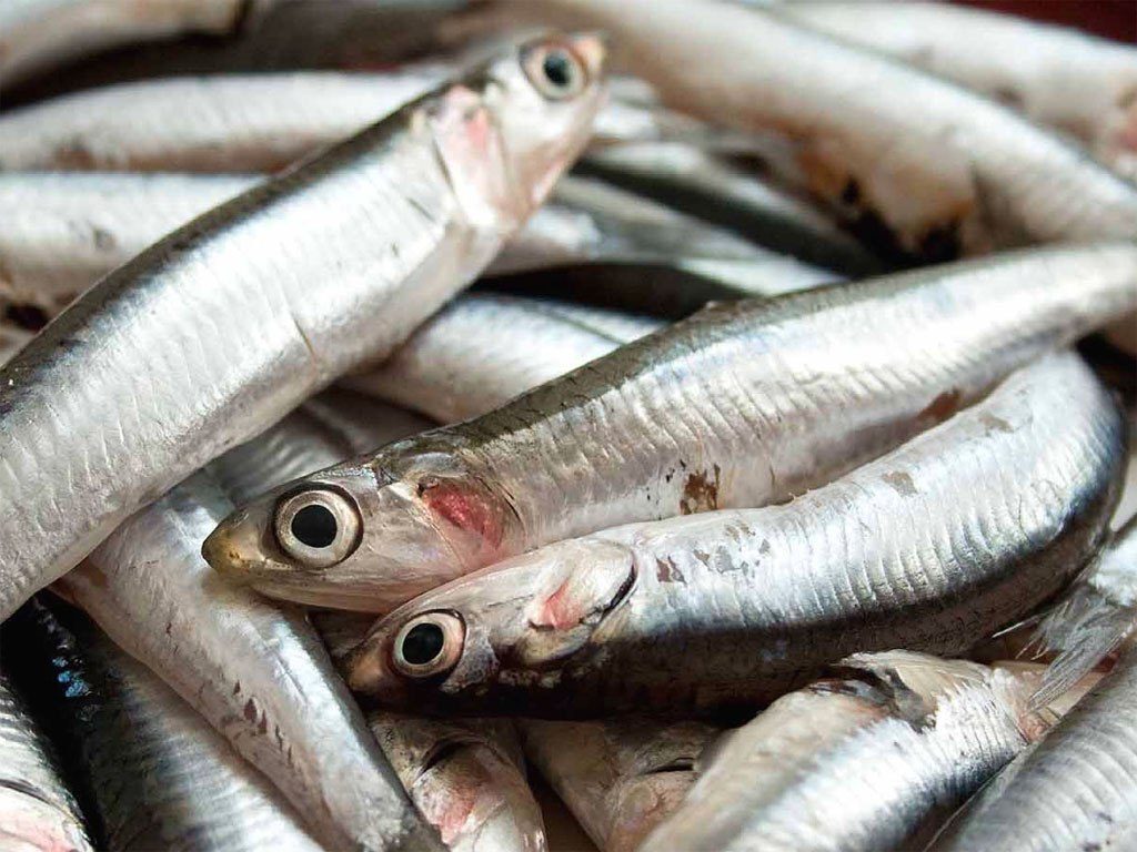 Pesca delle acciughe e gli effetti del lockdown: cresce la quantità in Liguria