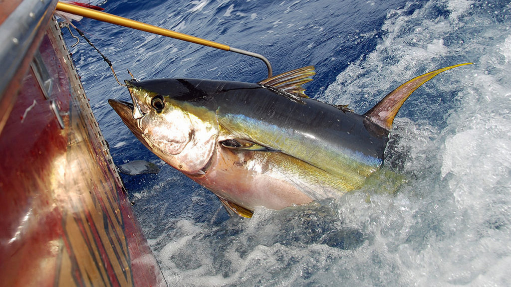 Pesca, Calabria e Sicilia chiedono nuove regole per il tonno rosso