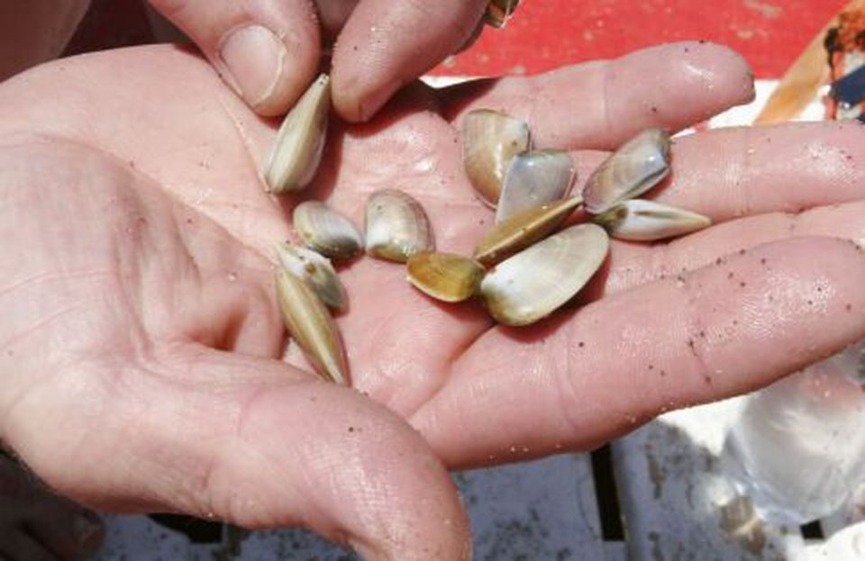 Fiumicino, la guardia costiera sequestra 60kg di telline a pescatori di frodo