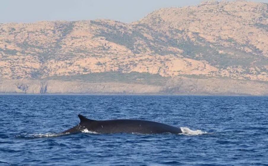 Al largo dell'arcipelago dell'Asinara è stata nuovamente avvistata un'altra balenottera comune, l'eccezionale avvistamento è stato fatto dal team