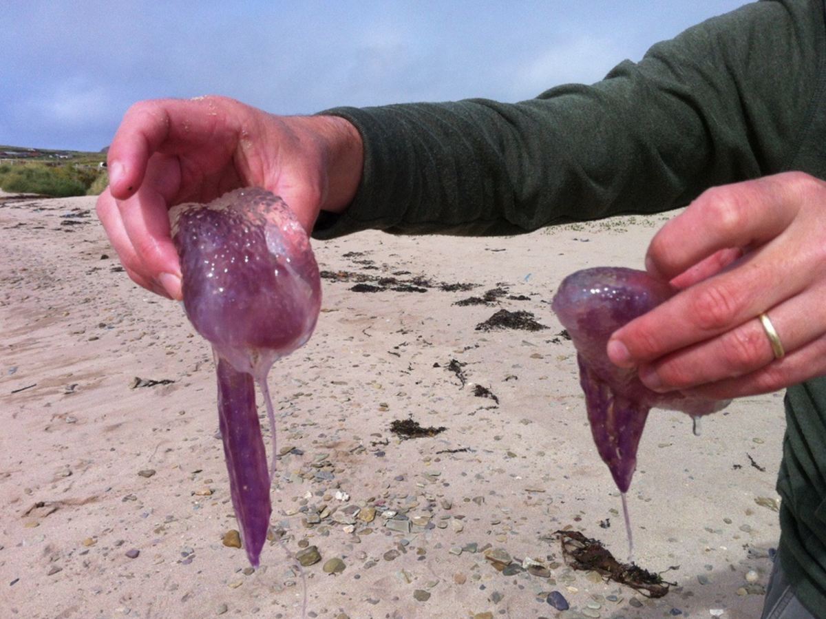 Pelagia noctiluca: la medusa luminosa mediterranea è pericolosa?