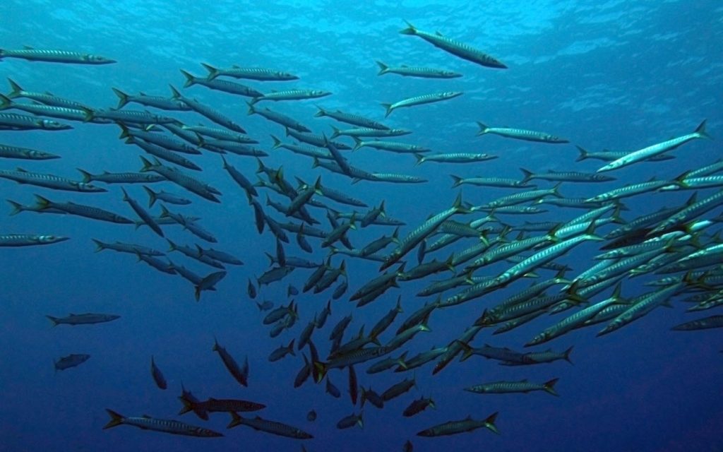 pesca ai pelagici
