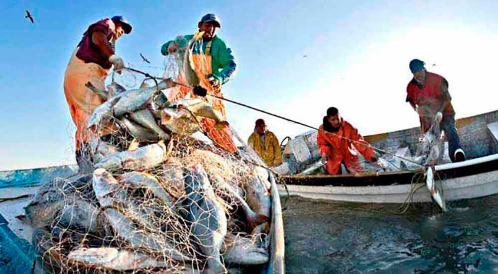 Federpesca: "Garantire alle imprese di pesca una adeguata liquidità"