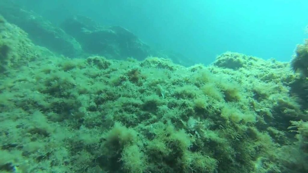Italia e Malta uniti per proteggere i fondali marini del Mediterraneo
