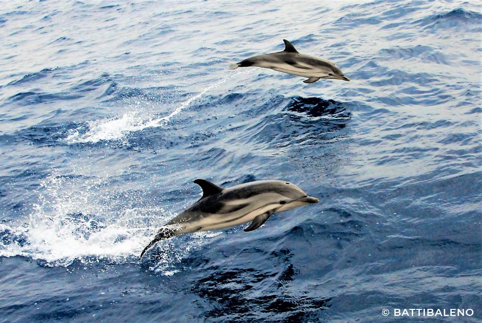 Un successo la XXIV edizione dell'Operazione Delphis: difendere i delfini