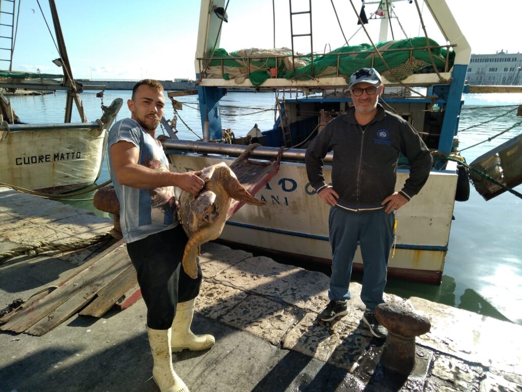 Ad ottobre 26 tartarughe marine curate nel Centro recupero WWF Molfetta