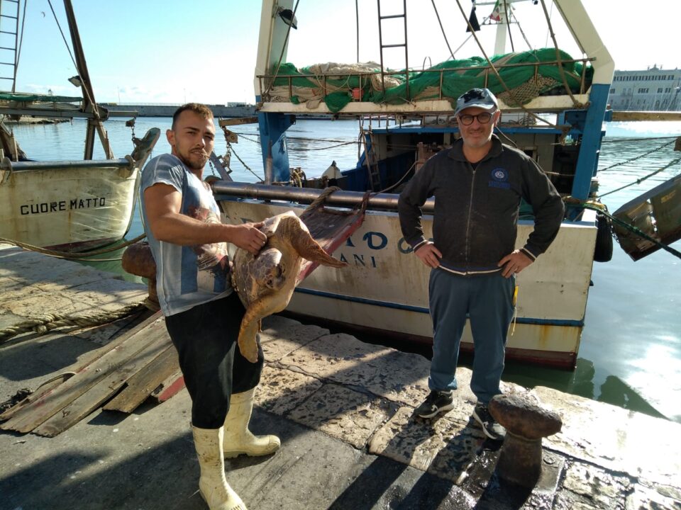 Ad ottobre 26 tartarughe marine curate nel Centro recupero WWF Molfetta
