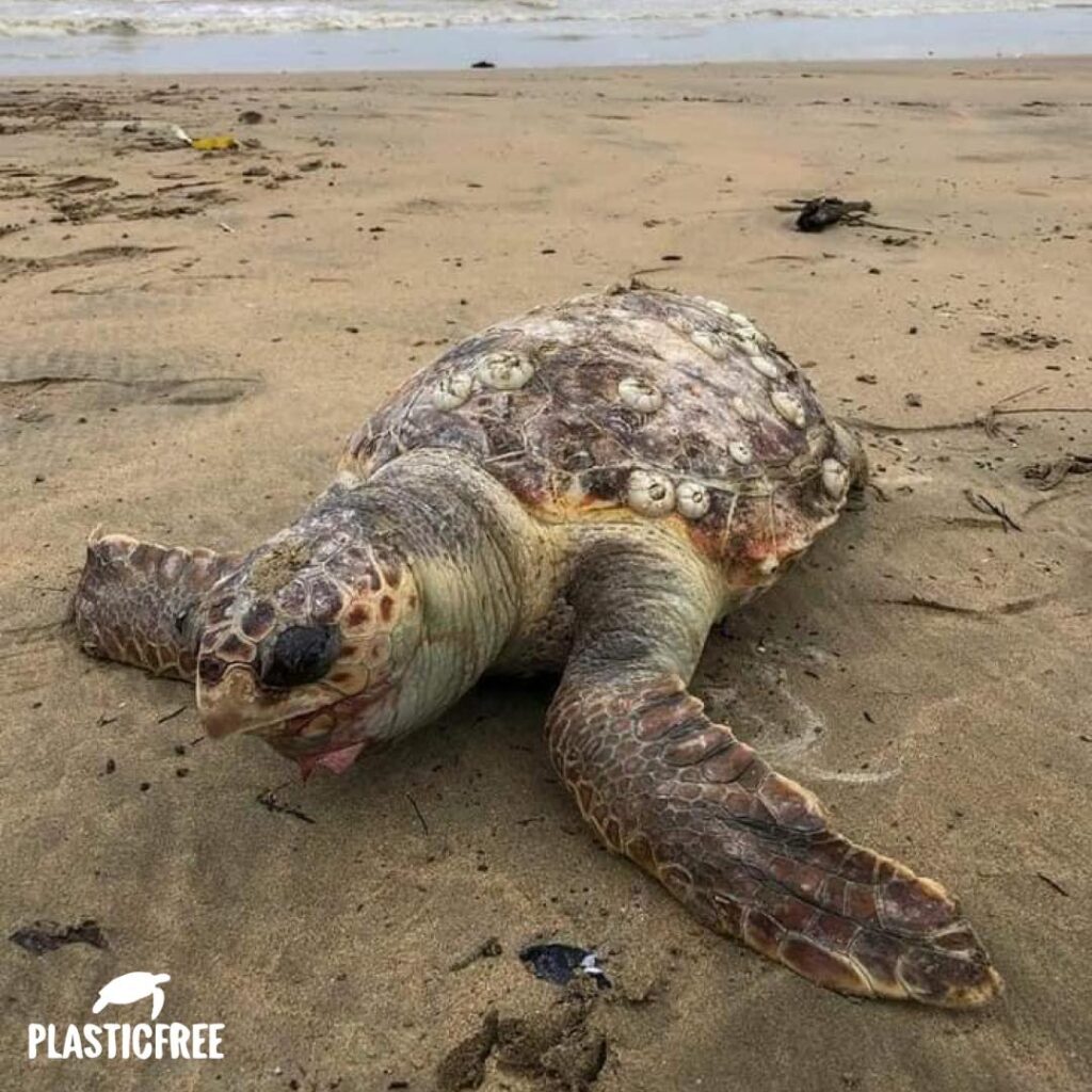 abruzzo tartarughe marine delfini