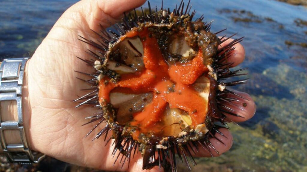 Ricci di mare, al via la pesca in Sardegna dal 16 novembre