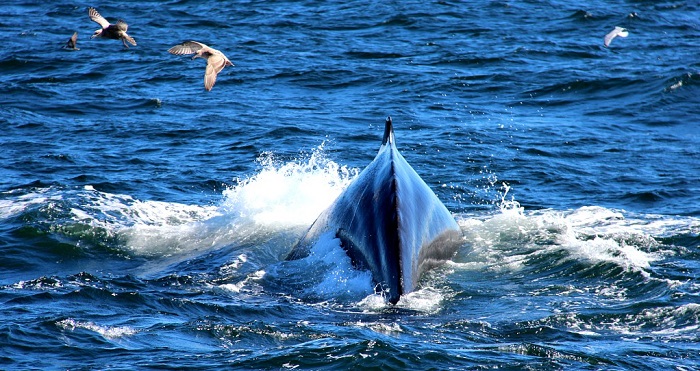 corso per avvistatore di balene