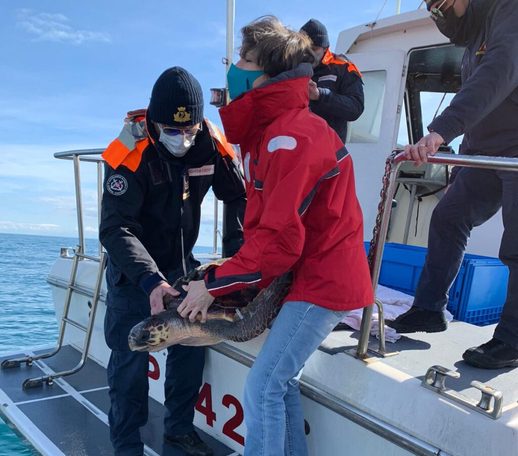 tartaruga marina Eleonora