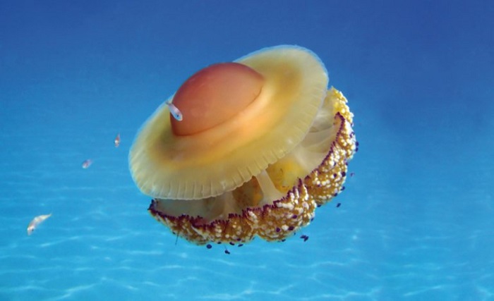 medusa innocua cassiopea mediterranea