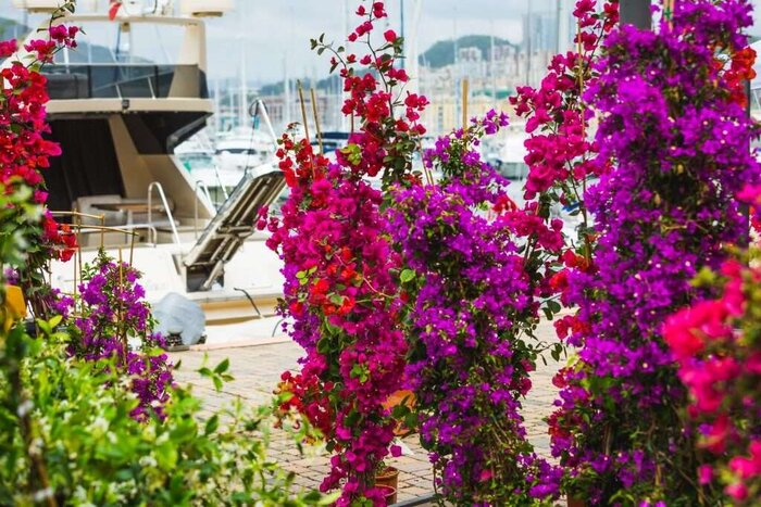 yacht & garden